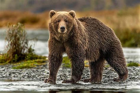 Man Terrorized By Alaska Grizzly Bear Before Coast Guard Rescue