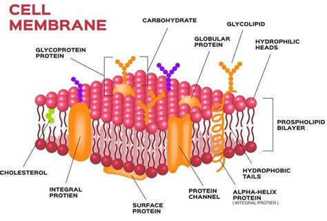 Cell Membrane Picture Functions Functions And Diagram
