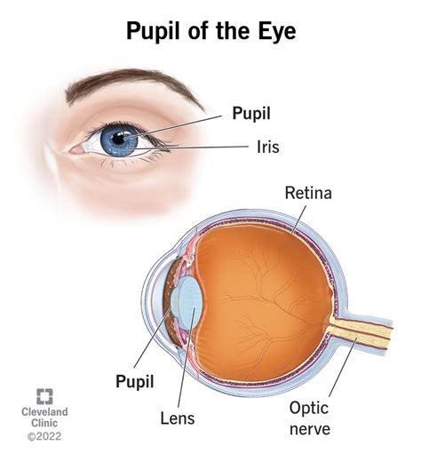 Pupil Of The Eye Definition Anatomy Function