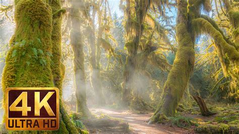 Hoh Rain Forest 4k Tv Screensavers With Relaxing Piano Music 3 Hrs