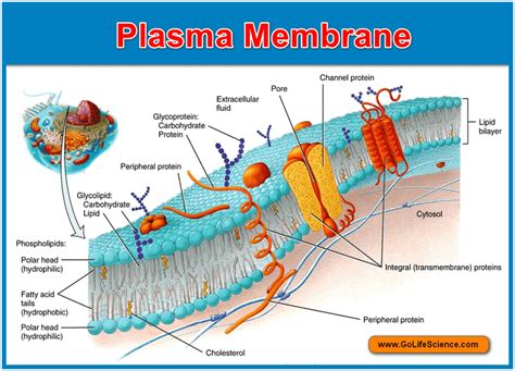 Plasma Membrane Basic Structure Composition And Function