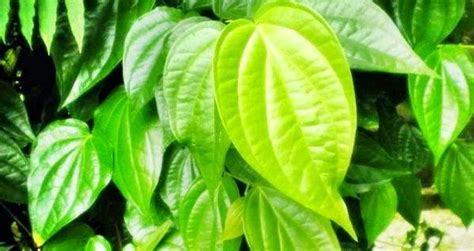 Ampuh daun sirih bisa hilangkan jerawat membandel. 20 Manfaat Daun Sirih Sebagai Obat Penyakit Tradisional ...