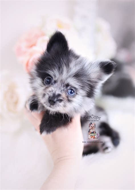 This toy puppy will bring to you and to your family days full of joy. Merle Pomeranian Puppies FL | Teacup Puppies & Boutique