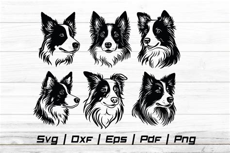 Border Collie Dog Head Svg Pet Cut File Graphic By Jennadesignsstore