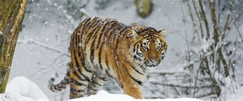 Siberian Tiger Wallpaper 4k Snowfall Amur Tiger Winter