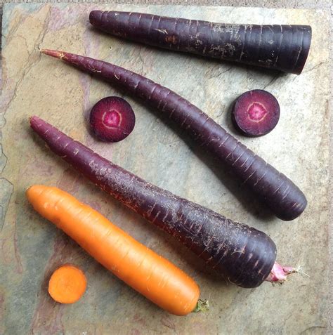 Purple Dragon Heirloom Carrot Michel H Porcher Flickr