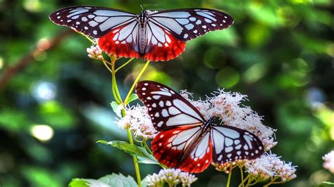Two Lovely Butterflies Wallpapers 1600x900 461497