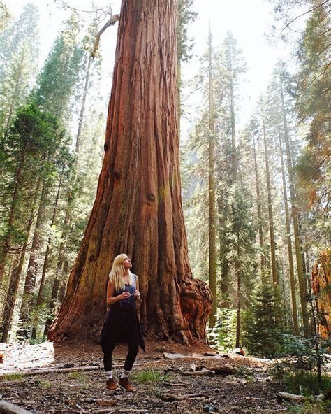 Quick Trip Guide To Sequoia National Park Love And Loathing Los Angeles