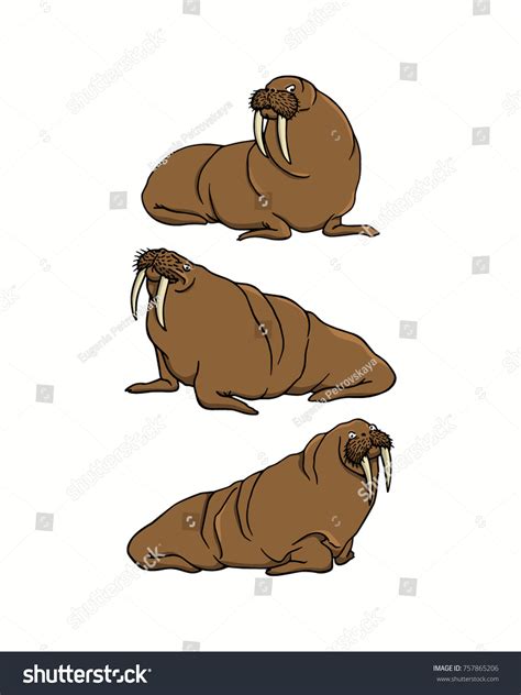 Vector Illustration Hand Drawn Lovely Walruses Stock Vector Royalty