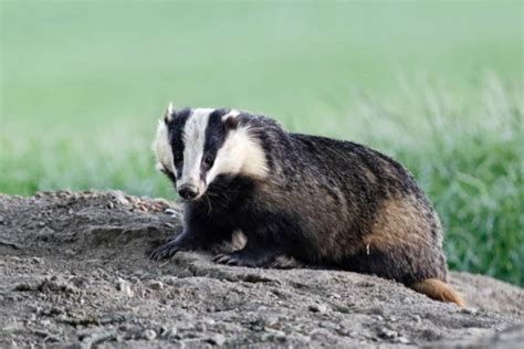 Irish Badger Cull To End Discover Wildlife