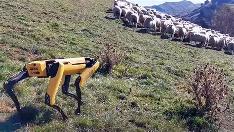 Video Robot Dog Herds Flock Of Sheep In New Zealand Farmers Weekly