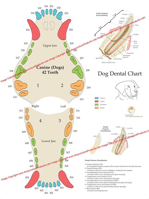 How Many Teeth Do Dogs Have Diagram