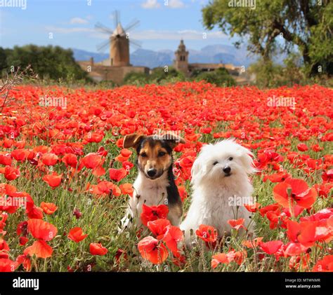 Dog Sitting In Wildflowers Hi Res Stock Photography And Images Alamy