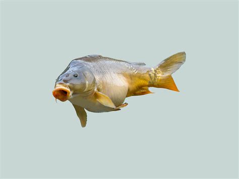 Free Images Lake Animal Food Fishing Perch Fish Bass