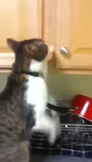 Cat Gets Busted For Stealing Snacks From Kitchen Cupboard Daily Mail