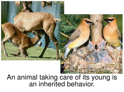 Ppt Inherited Behaviors Of Animals Powerpoint Presentation Free