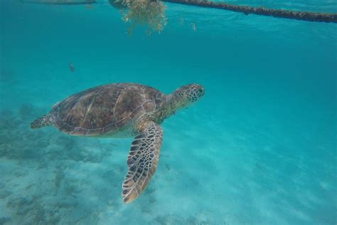 Nado Con Tortugas En La Bah A De Akumal Desde Riviera Maya Playa Del