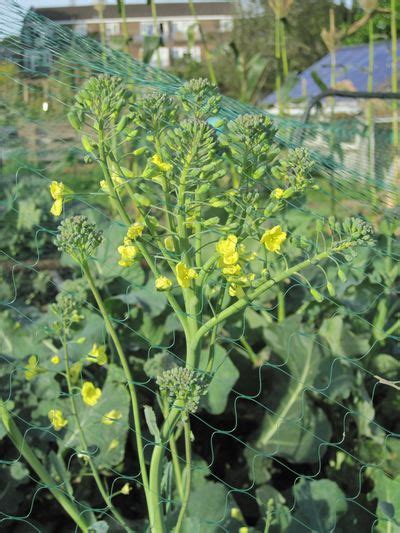 Yellow Flowers On The Broccoli Mail Online David Derbyshires