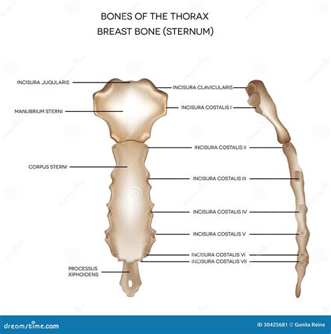 Breast bone (sternum) stock vector. Illustration of density - 30425681