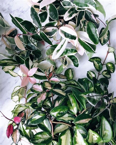It was a patented variety put out by cobia in florida (u.s.) the patents expired about 25 years ago. Variegated Hoya 'Krimson Queen' at the top, and 'Krimson ...