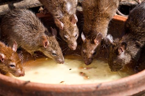 The rats are running up and down your walls and into the attic. Schoolkids in Scotland exposed to rats and puke | Morning Star
