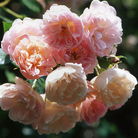 Treasure Trove | Rambling Rose | David Austin Roses