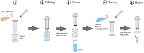 Dna Purification Without A Kit