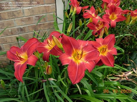 Plantfiles Pictures Daylily Red Volunteer Hemerocallis By Flowermaniac