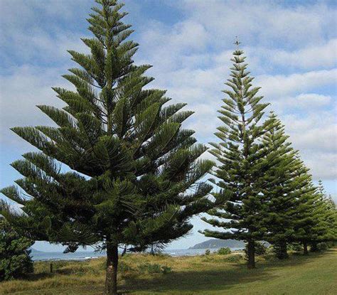 You can see in this large specimen that is reminiscent of both a pine tree and a banana tree. Care Indoor Norfolk Island Pine Tree Norfolk Pine tree is ...