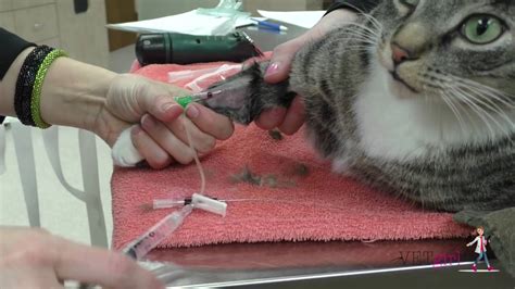 How To Place An Intravenous Iv Catheter Vetgirl Veterinary Ce