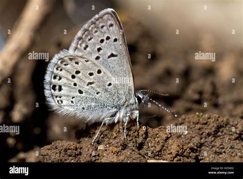 Western Tailed Blue Butterfly Attracted To Moisture In The Soil Utah
