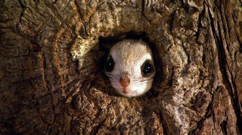 The pteromys momonga is a japanese dwarf flying squirrel, weighing between 150 and 220 grams. Dwarf Flying Squirrel - Bing Wallpaper Download