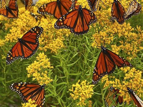 What Does The Decline Of The Monarch Butterfly Population In Mexico