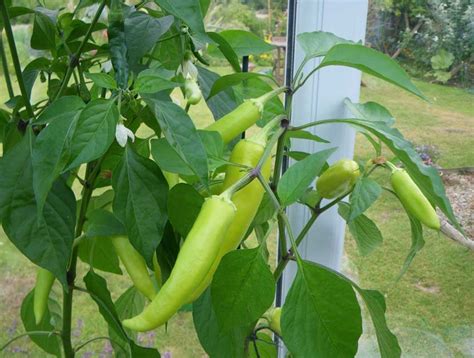 Chilli Crop A Simple Life Of Luxury