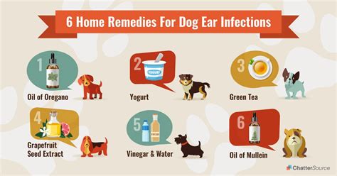 Treating A Dog Ear Infection At Home Gegu Pet