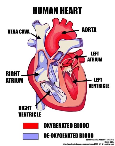 Diagram and anatomy of the heart internal anatomy of the heart heart diagram: Labeled Pictures Of the Heart Lovely Simple Human Heart ...