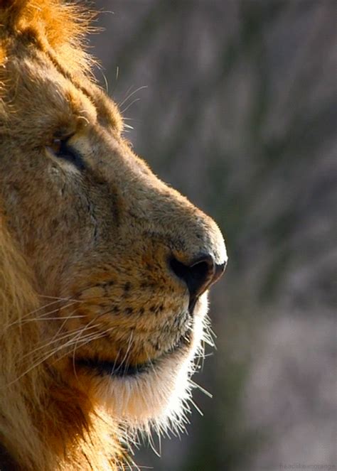 itv the zoo gifs | WiffleGif