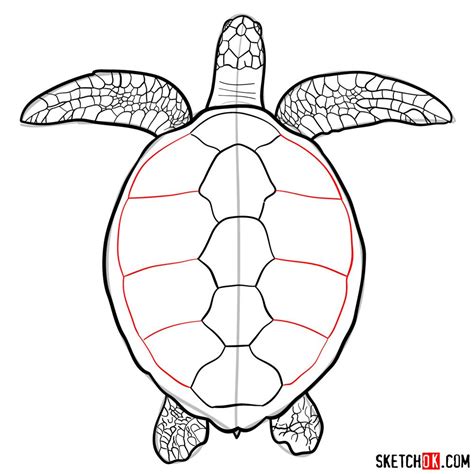 How To Draw A Sea Turtle View From The Top Sketchok Easy Drawing Guides