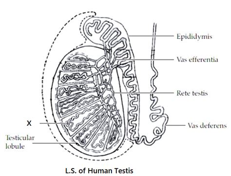 Draw A Labelled Diagram Of LS Of The Human Testis