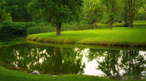Летняя природа в парке с рекой и деревьями Травяной газон Обои на