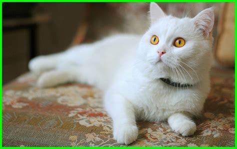 Nama kucing jantan dan maknanya. Nama Kucing Korea dan Jepang yang Bagus, Lucu dan Keren ...