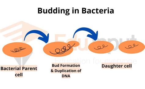 Budding An Overview Budding In Hydra Yeast And Bacteria