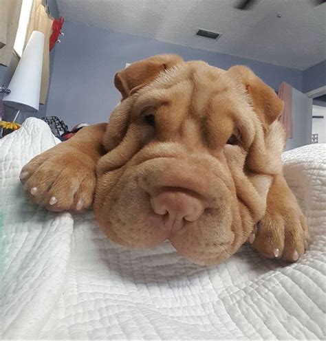 Pin By Maya Jangin On Pups Cute Fluffy Dogs Shar Pei Puppies Shar