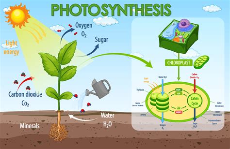 Diagram Showing Process Of Photosynthesis In Plant 3468597 Vector Art
