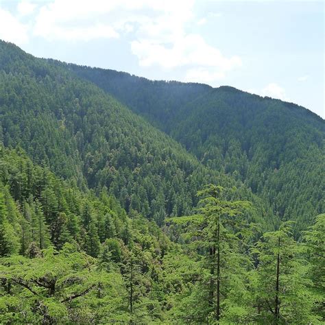 Reserve Forest Sanctuary Shimla 2022 What To Know Before You Go