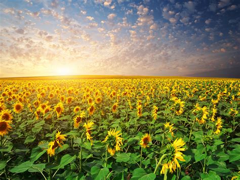 Wallpaper 3600x2700 Px And Fields Nature Scenery Sky Sunflowers