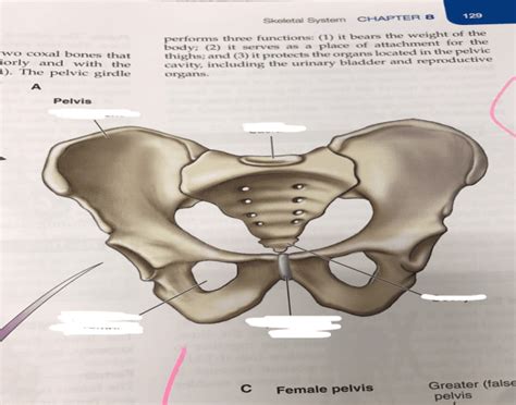 Bones that make up the pelvic cavity Quiz