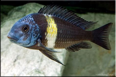 Tropheus Duboisi Maswa Tropical Fish Aquarium Freshwater Aquarium Fish