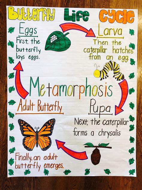 Butterfly Life Cycle Anchor Chart Ph