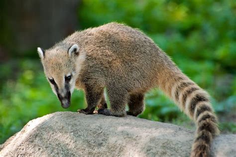 South American Coati Stock Image Image Of Tail South 20814683